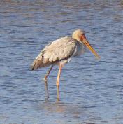 Yellow-billed Stork